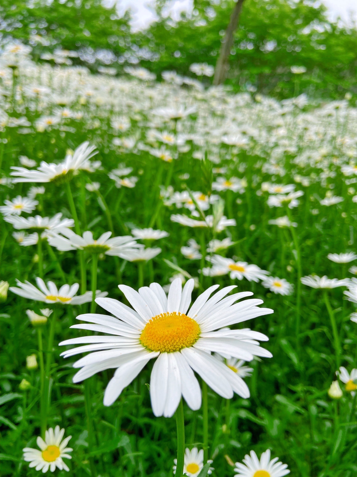 扶安郡雏菊花海