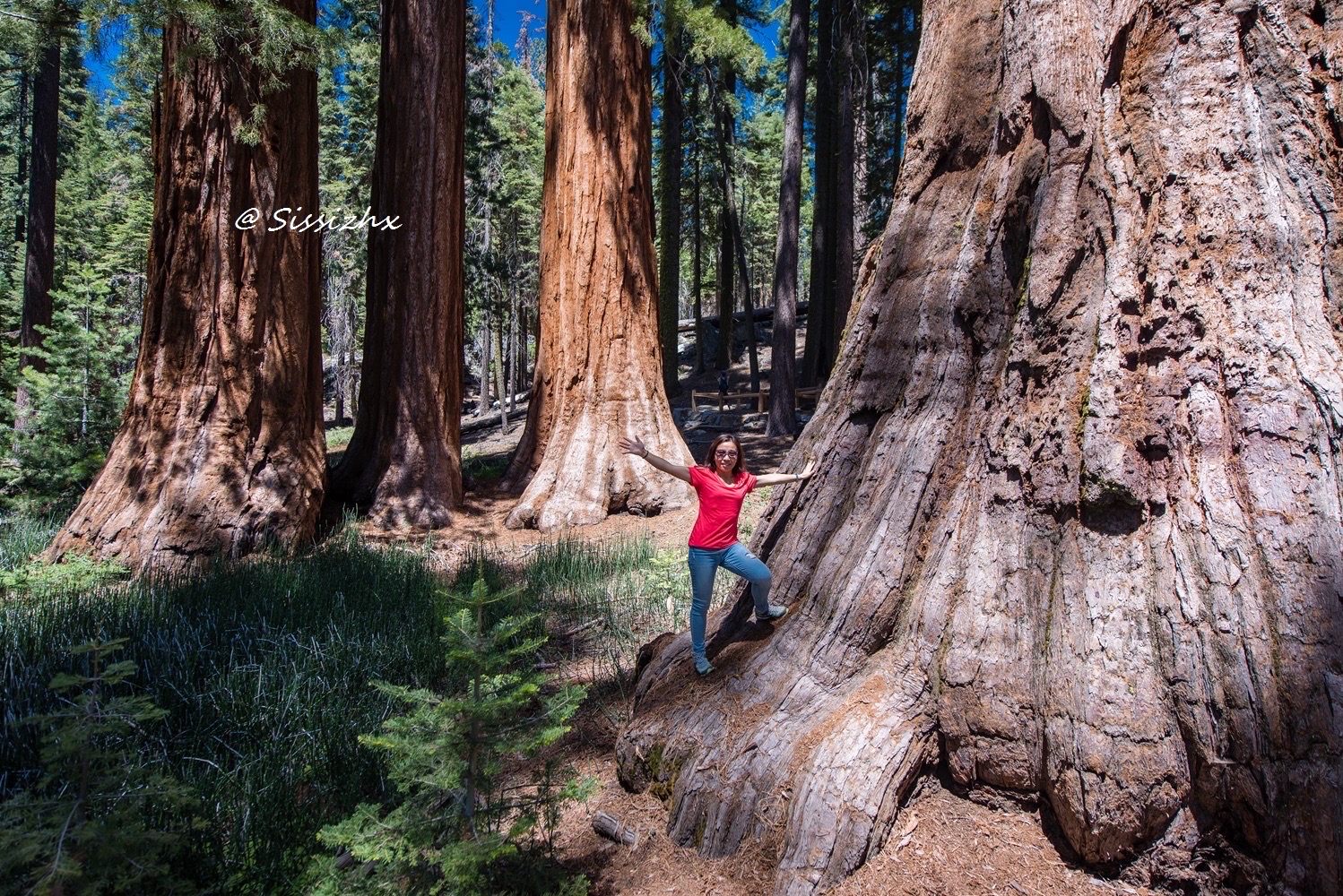 壮观的红杉，难忘的体验：马里波萨红杉树林