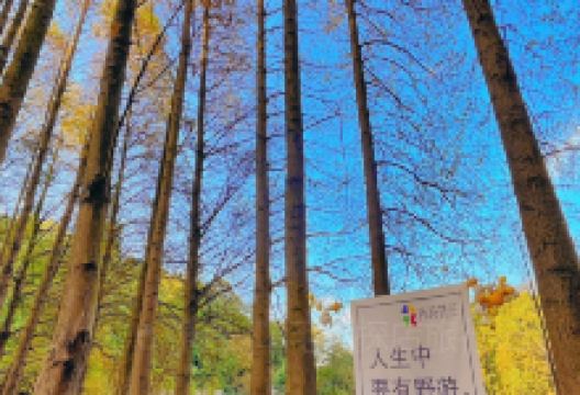 天花井国家森林公园景点图片