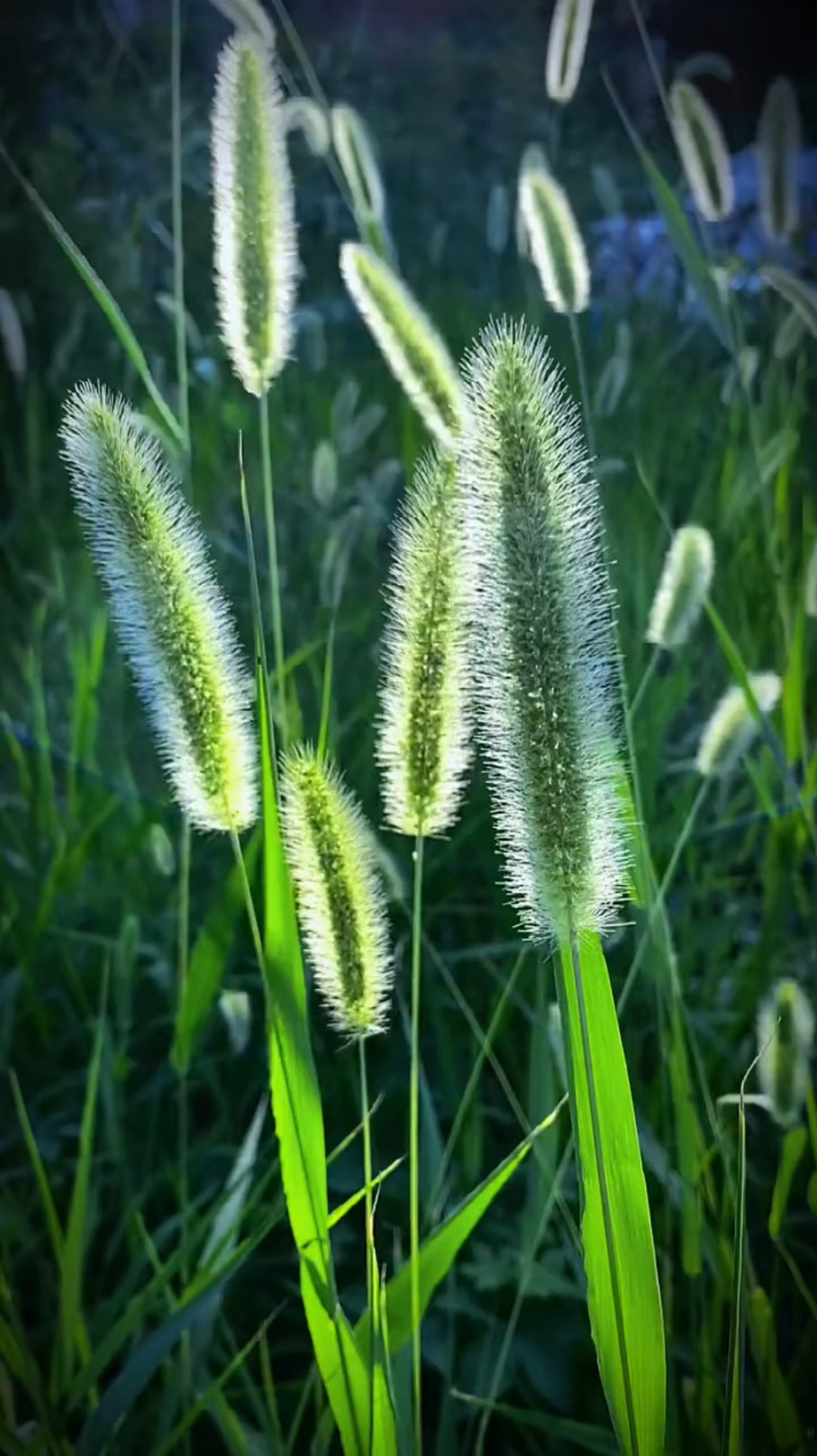 野草有野草的魅力