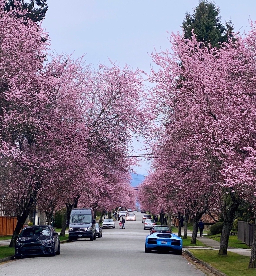 温哥华的樱花 #这里的风景美如画