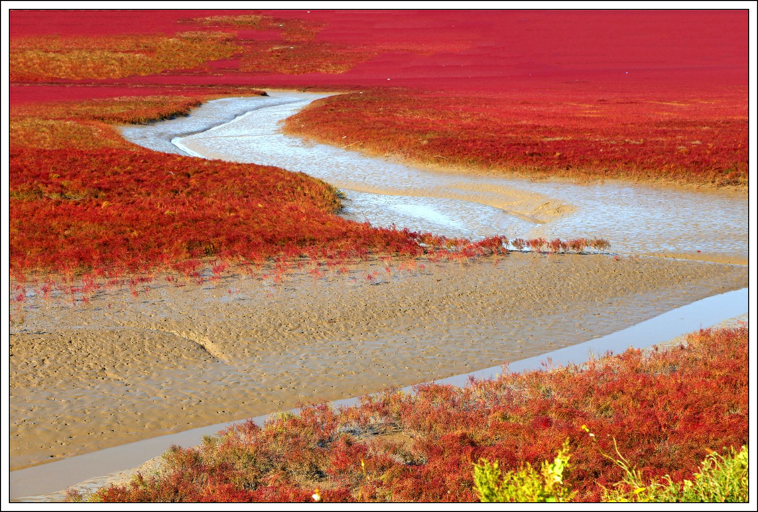世上最美的海岸线――红海滩