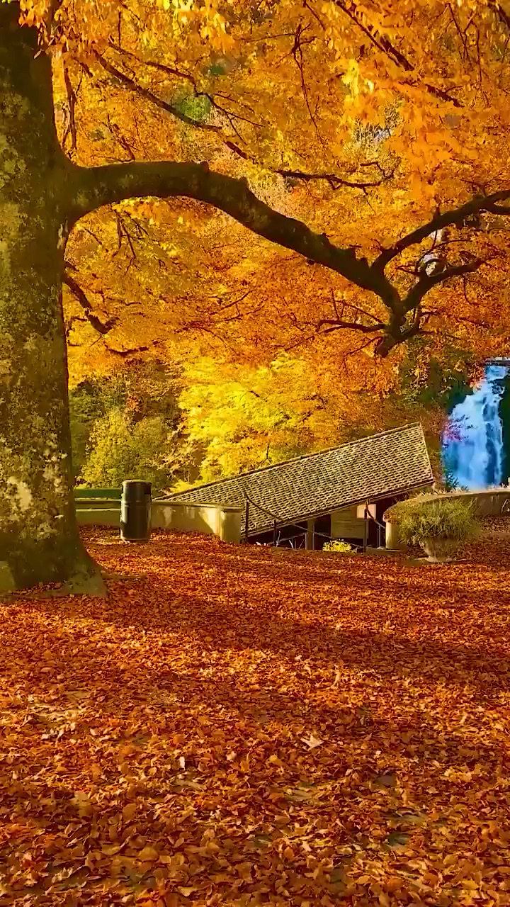 枫叶随风轻自落，萧萧晚秋为谁忆。