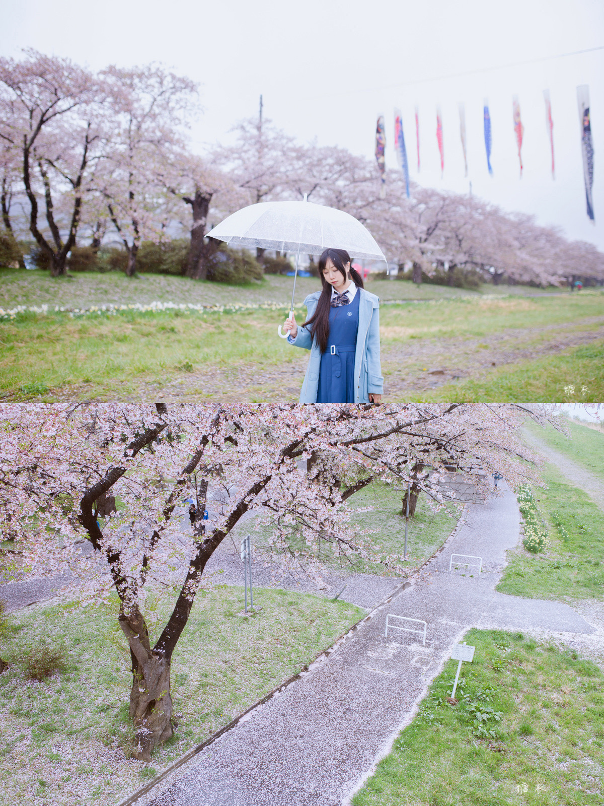 日本旅行｜雨中看樱花，像动漫一样美好