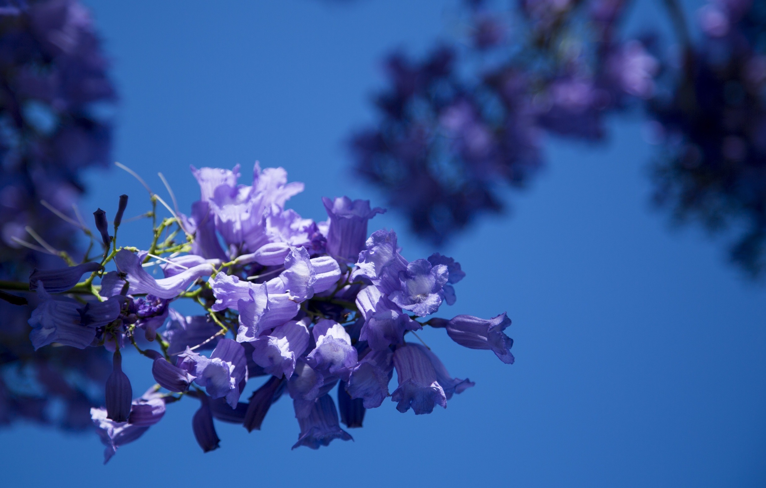 澳洲的蓝花楹，每年的10月中旬-11月中旬，满城蓝紫色，这是最美好的季节，也是最浪漫的季节，一起来这