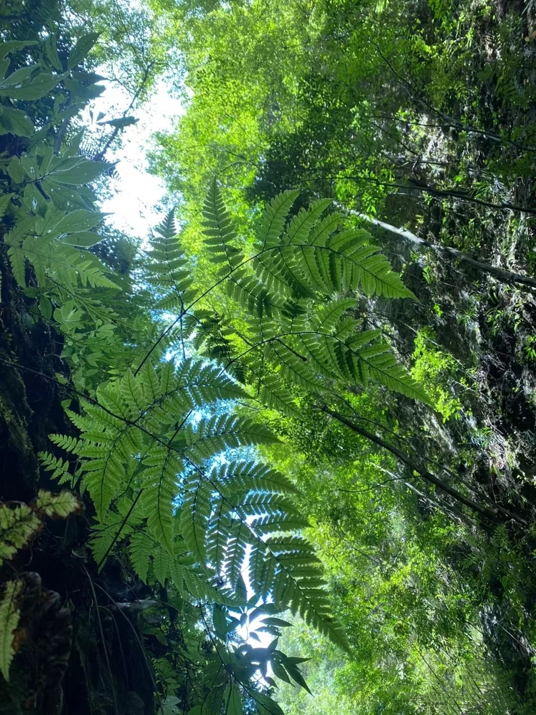 巴喇谷风景区一定要去