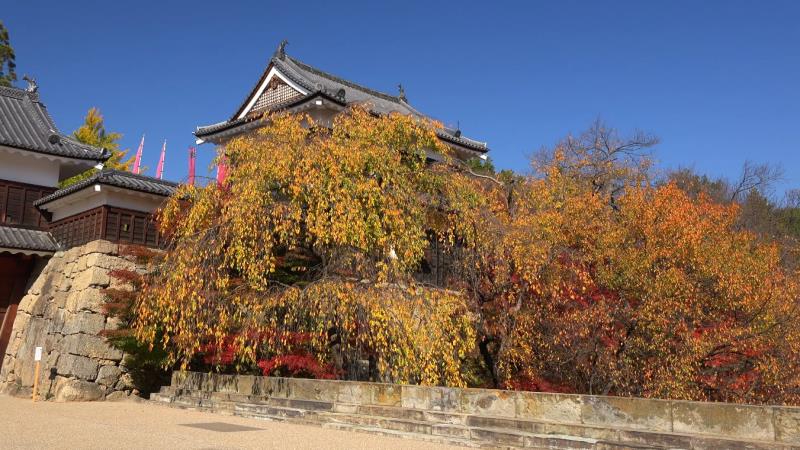 上田城迹公园的红叶秋景！