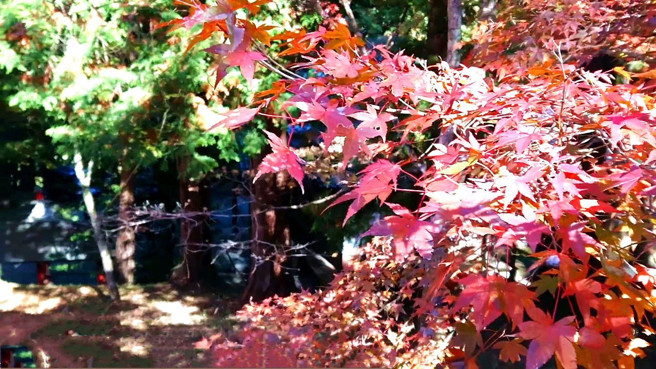 稻荷山公园的红叶美景
