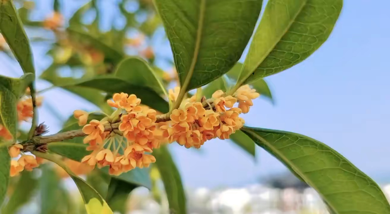 桂花香起