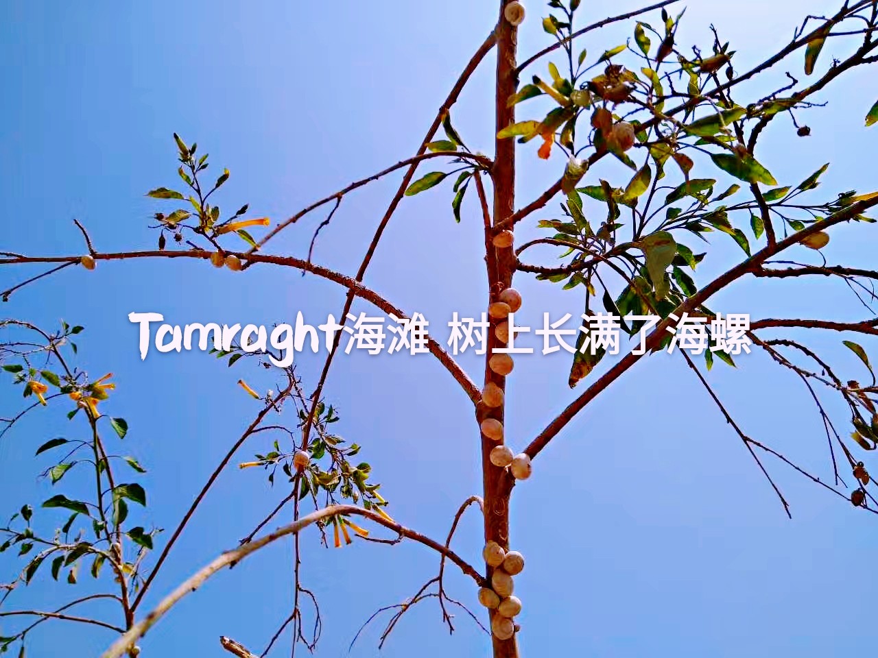 Tamraght海滩，树上长满了海螺