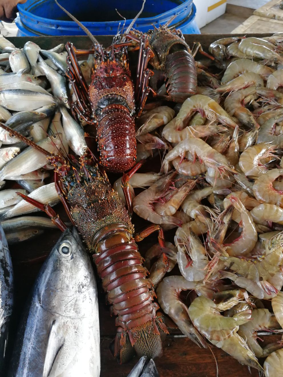 斯里兰卡～海鲜市场