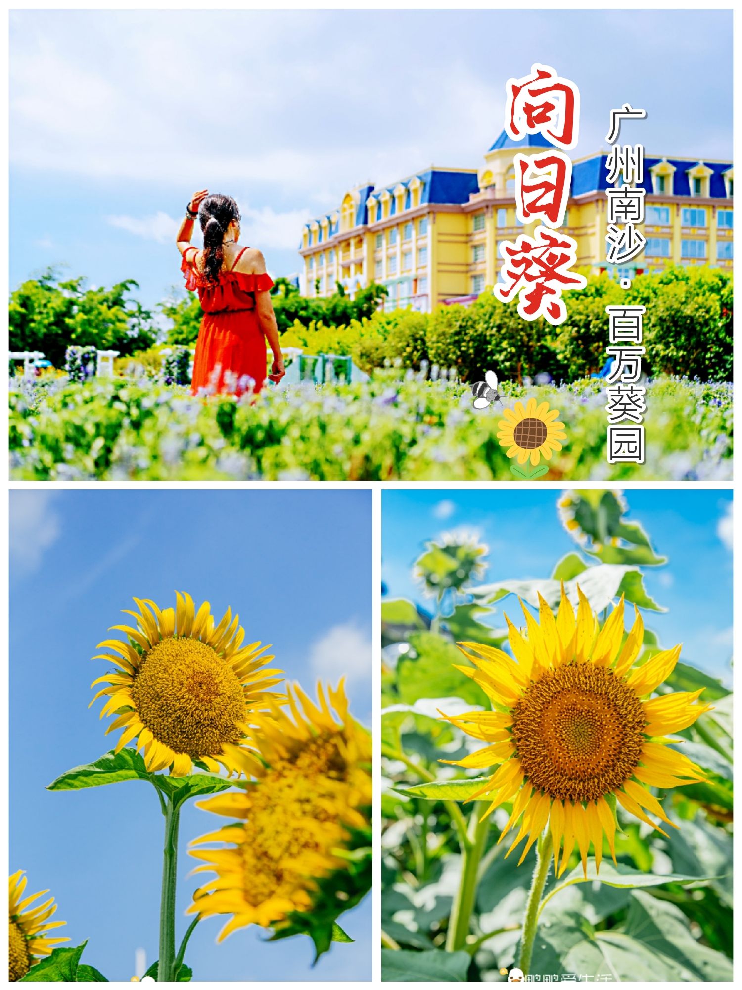广州最浪漫打卡地：百万株向日葵盛开