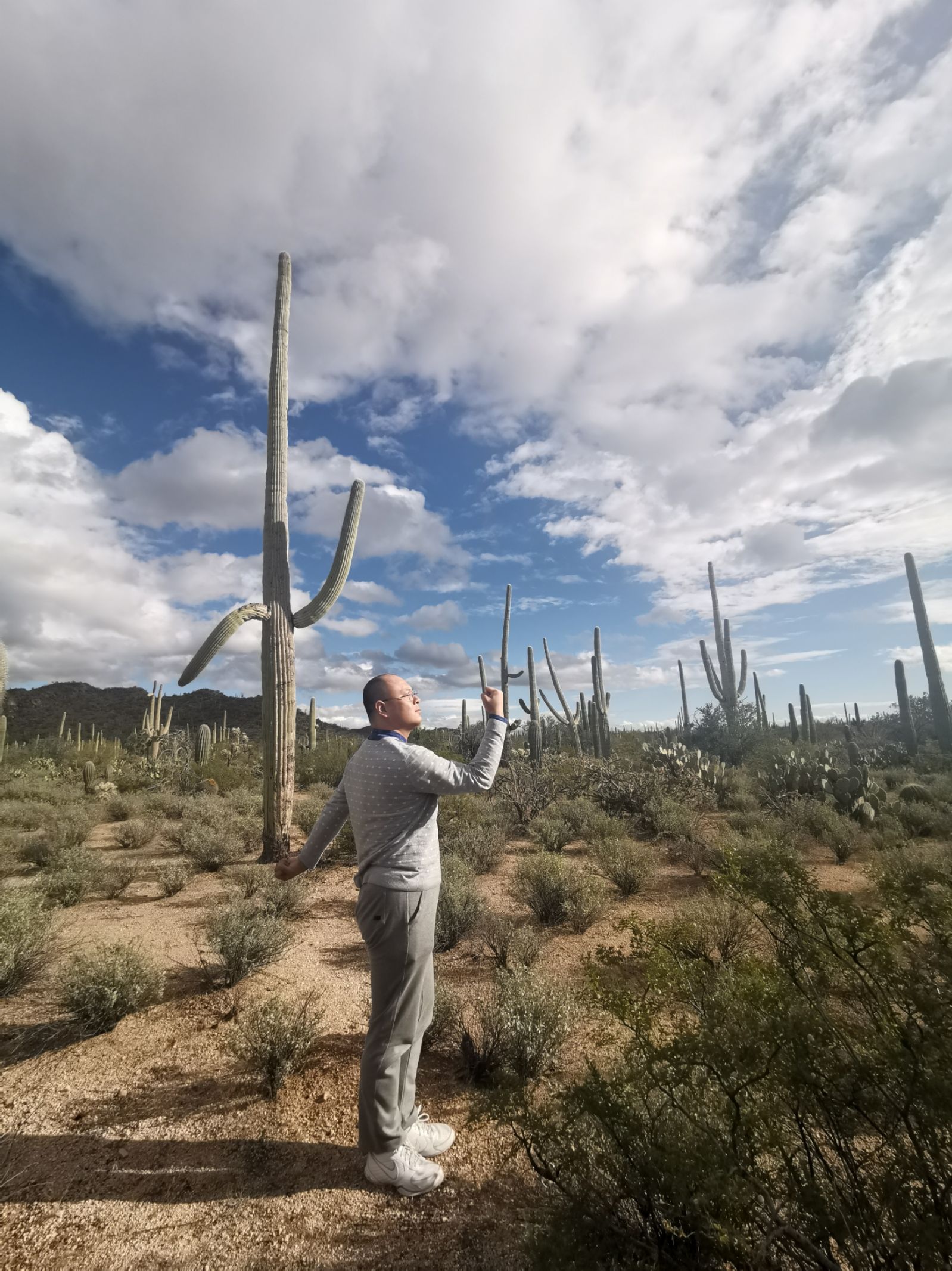 亚里桑那 Saguaro 巨柱仙人掌公园