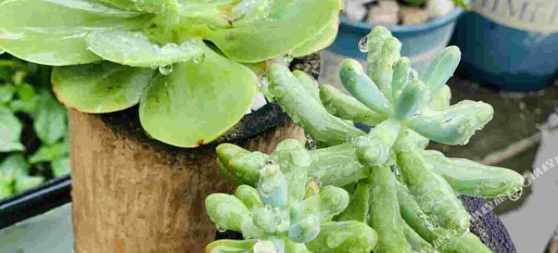 洪雅小石头客栈图片