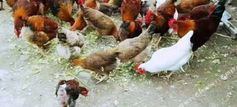 松阳红杜鹃农家乐图片