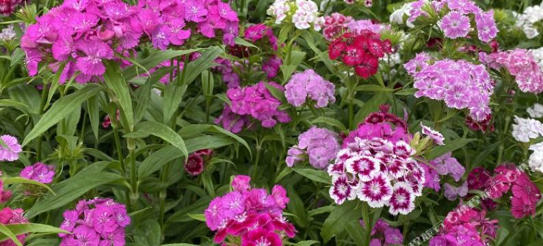 江布拉克田园归居民宿图片