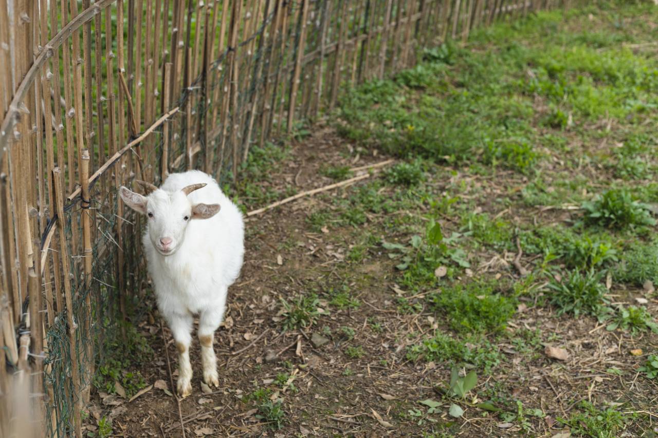 花筑·无锡阳山桃花十里民宿图片