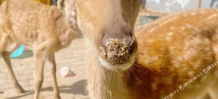 容荷水苑度假庄园(白洋淀高铁站店)图片