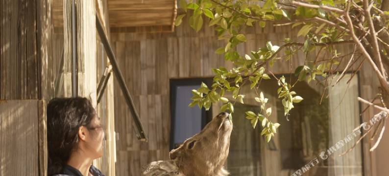 香格里拉锦瑟·在野院·畔海牧场EVEREST POINT图片