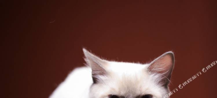 宋庭国风生活(慈城古县城店)图片