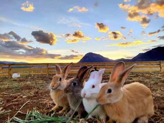 泸沽湖摩梭家园酒店图片