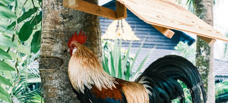 纳布慢时光·萌宠·亲子休闲隐宿(傣族园景区店)图片