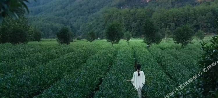 武夷山天心明月茶山房       ·Zne Tea Retreat(三姑度假区店)图片