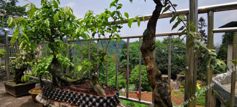 雅安逸仙居客栈图片