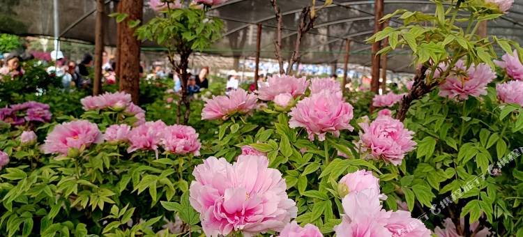仟那美宿酒店(洛阳大卫天地解放路地铁站店)图片
