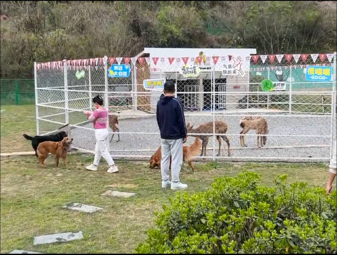 景德镇美集•观山月宠物主题酒店图片