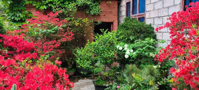 兰花园宾馆图片