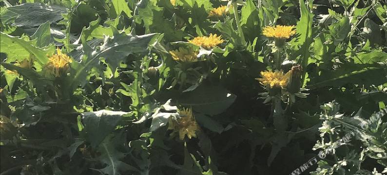 喀纳斯最西北客栈图片