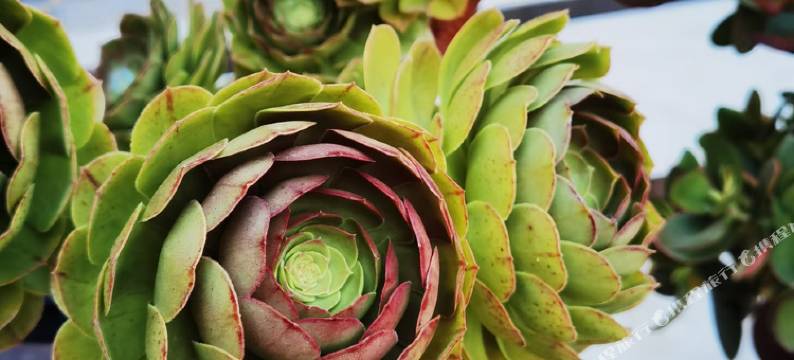 鸡足山爬山树客栈图片