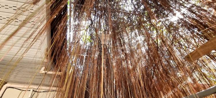 可可特尔佛陀度假村(Buddha Resort by Cocotel)图片