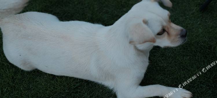 江油夏尔别院图片