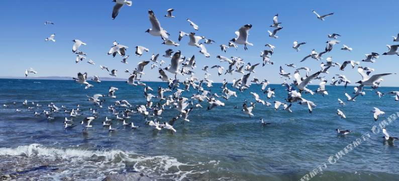 青海湖相约驿站图片