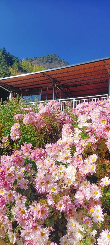 好客来居·悠然善客民宿(阳朔兴坪古镇二十元人民币风景区店)图片