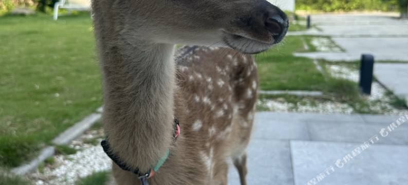 莫干山·莫隐Moyin·溯溪无边泳池竹海温泉·梅花鹿萌宠花园美宿图片