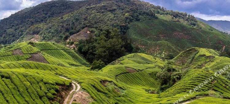 希尔维尤客栈(Hillview Inn Cameron Highlands Promo)图片