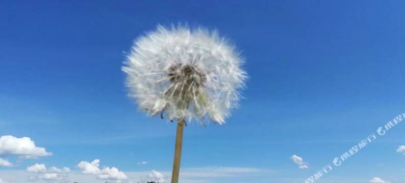 北极村俄罗斯小院图片