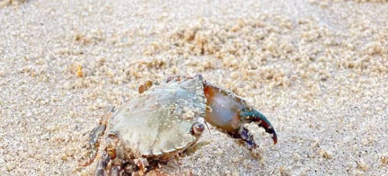 南澳芭缇雅度假公寓(北回归广场店)图片