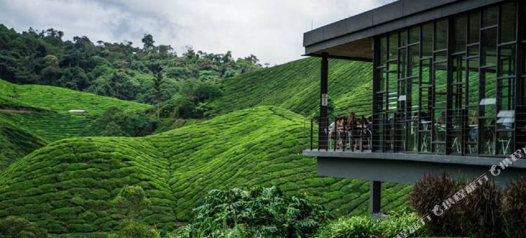 阿维伦金马仑高原酒店(Avillion Cameron Highlands)图片