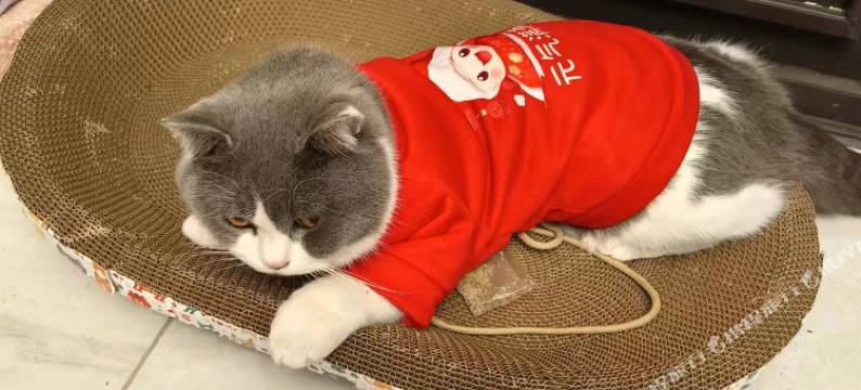 洛阳静享小院时光图片