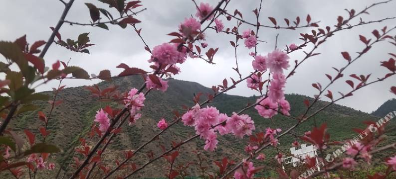 夏河达麦乡可馨民宿图片