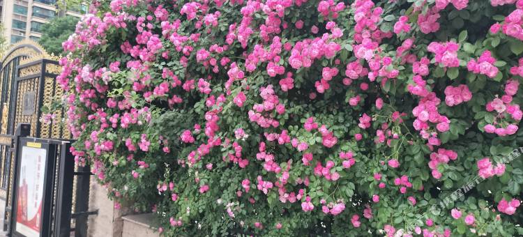 悠然居民宿(石家庄恒大御景半岛店)图片