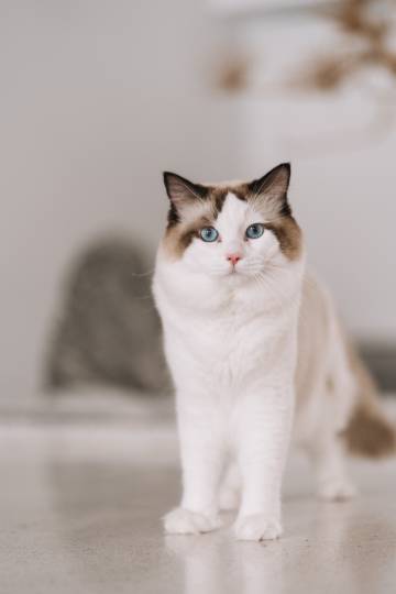 L HOUSE卢家泳池度假民宿(北海银滩度假区店)图片