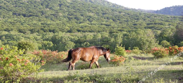 安比高原皇冠假日度假村 - IHG 旗下酒店(Crowne Plaza - ANA RESORT APPI KOGEN)图片