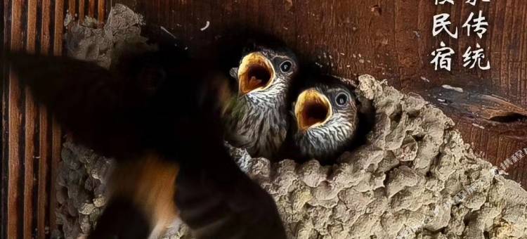 龙昌土楼民宿图片