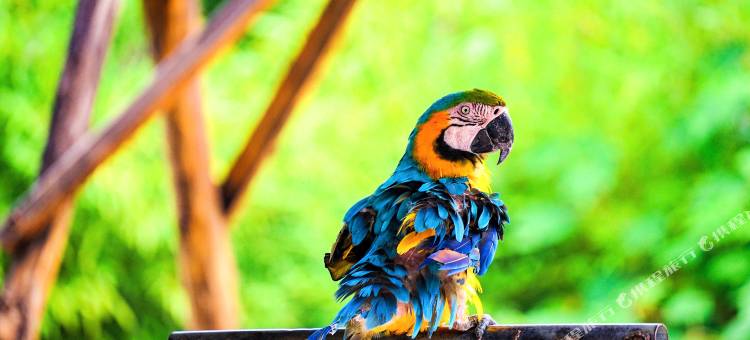 竹泉村精品民宿酒店(竹泉村景区店)图片