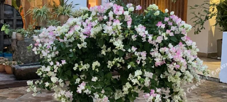 双廊玉几岛半山半水海景客栈图片